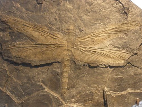 Fossil of Meganeura