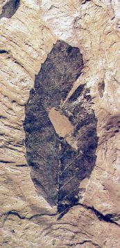 Petrified leaf from
Cretaceous, which resembles a leaf from beech