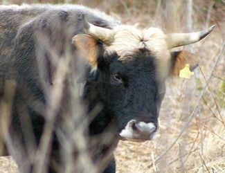 Aurochs-like bull from Lille 
Vildmose