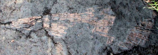 Braided fish trap from Irish Neolithic