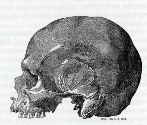 Drawing of a skull found in
Jordehøj