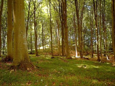 Oprindelig skov på Mols