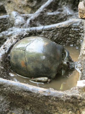 Skull from Alken Enge