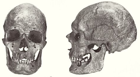 Langskallet mandskranium fra Vestre Egesborg  på Stevns