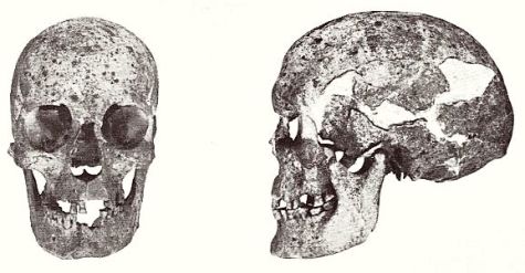 Dolichocephalic woman skull from Varpelev on Stevns