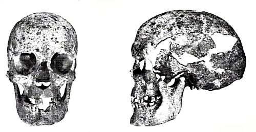 Dolichocephalic woman skull from Varpelev Stevns