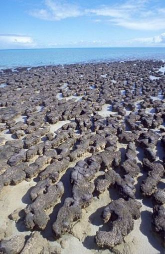 Present stromatolites at Shark Bay in Western Australia