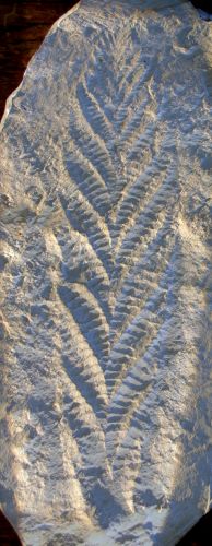 An Ediacaran fossil