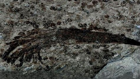 A fossil of an 
Ediacaran creature