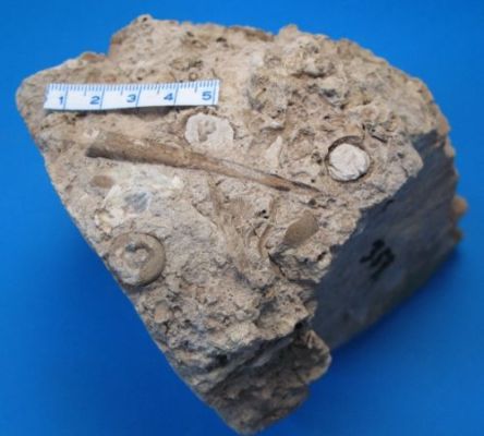 Fossil af hyolit - Stenmuseet