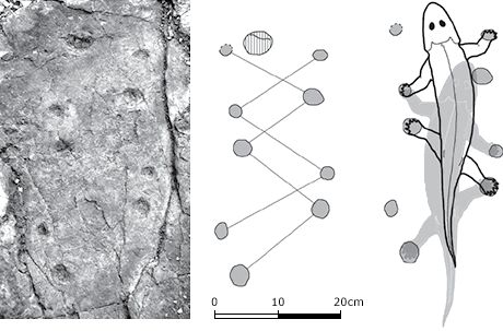 Fossilized footprints from the Devonian period