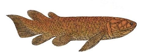 Reconstruction of a lobe-finned fish from Devonian