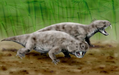 Hyperodapedon var en slags Rhynchosaurer