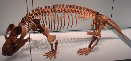 The Cynodont Belesodon Magnificus