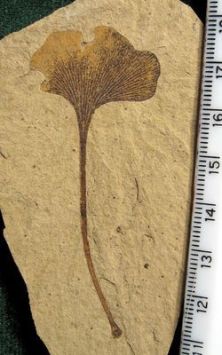 Petrified ginkgo leaf
from Cretaceous