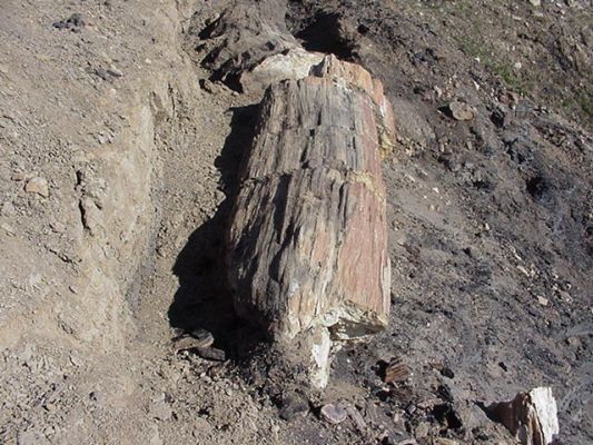 Petrified tree trunk 
from the Paleocene at Stenkul Fjord on Ellesmere Island