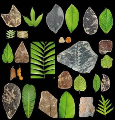 Forstenede blade fra Cerrejón i Colombia sammenlignet med blade fra den moderne jungle