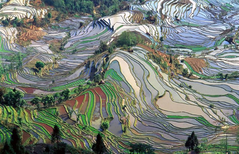 Terraces with rice fields in the province of Yunan in China
