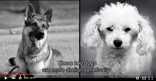 Different dog races have greater genetic similarity than human races