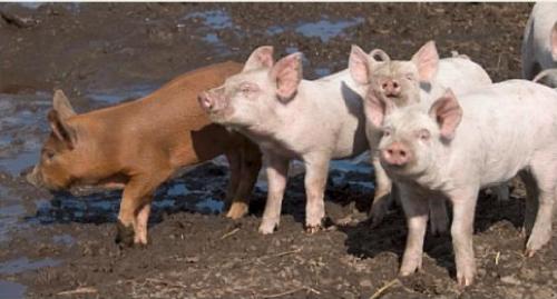 Pigs live together in a social structure based on ranking