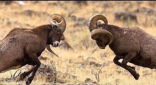 Capricorn males fight over the favor of females